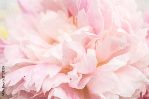 Pastel pink flower on a white background © Наталья Купрейченко