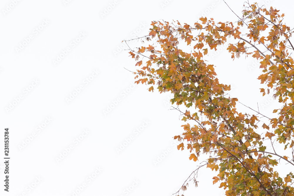 Autumn Branch with light background