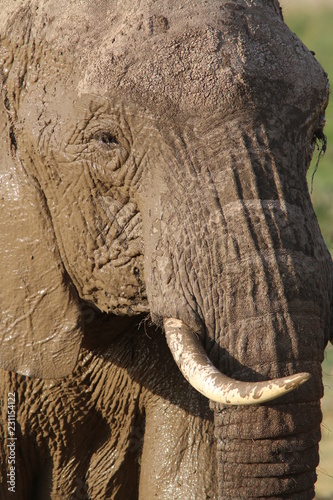 Muddy Elephant in the Masai Mara