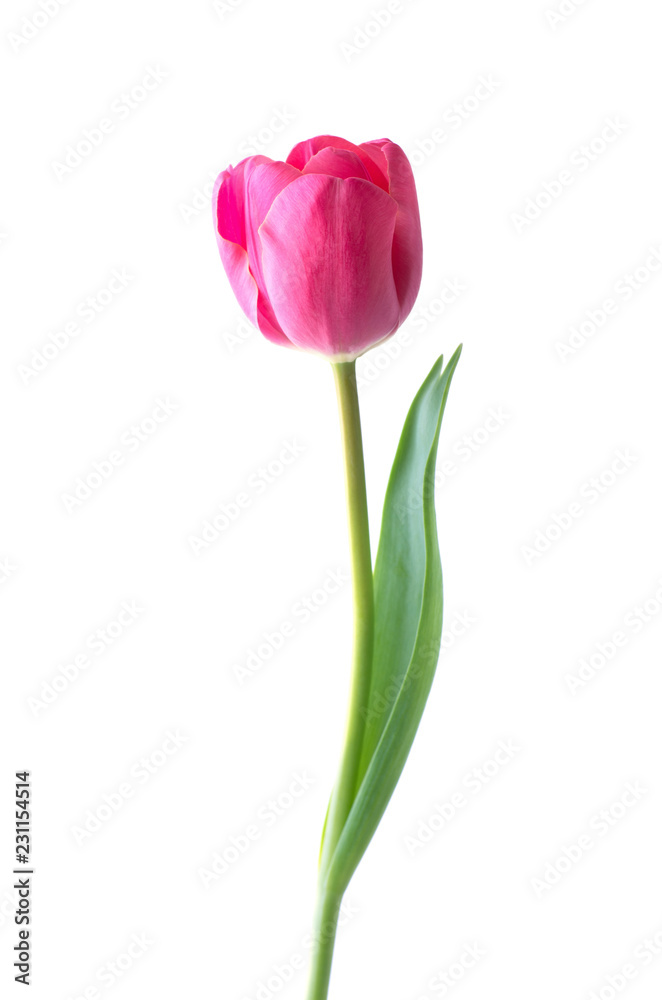 Fototapeta premium Pink tulip flower isolated on white background