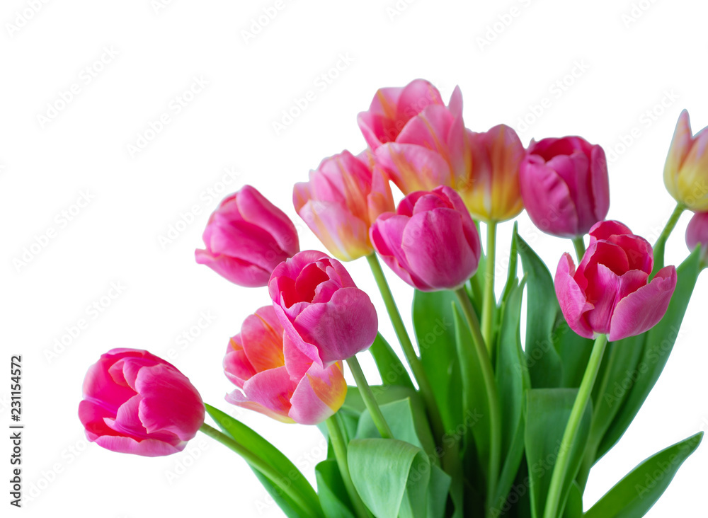 Pink tulip on white background.