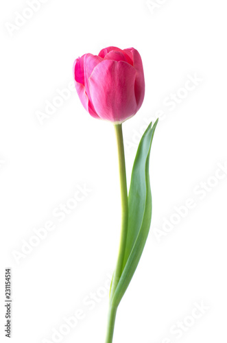 Fototapeta Naklejka Na Ścianę i Meble -  Pink tulip flower isolated on white background