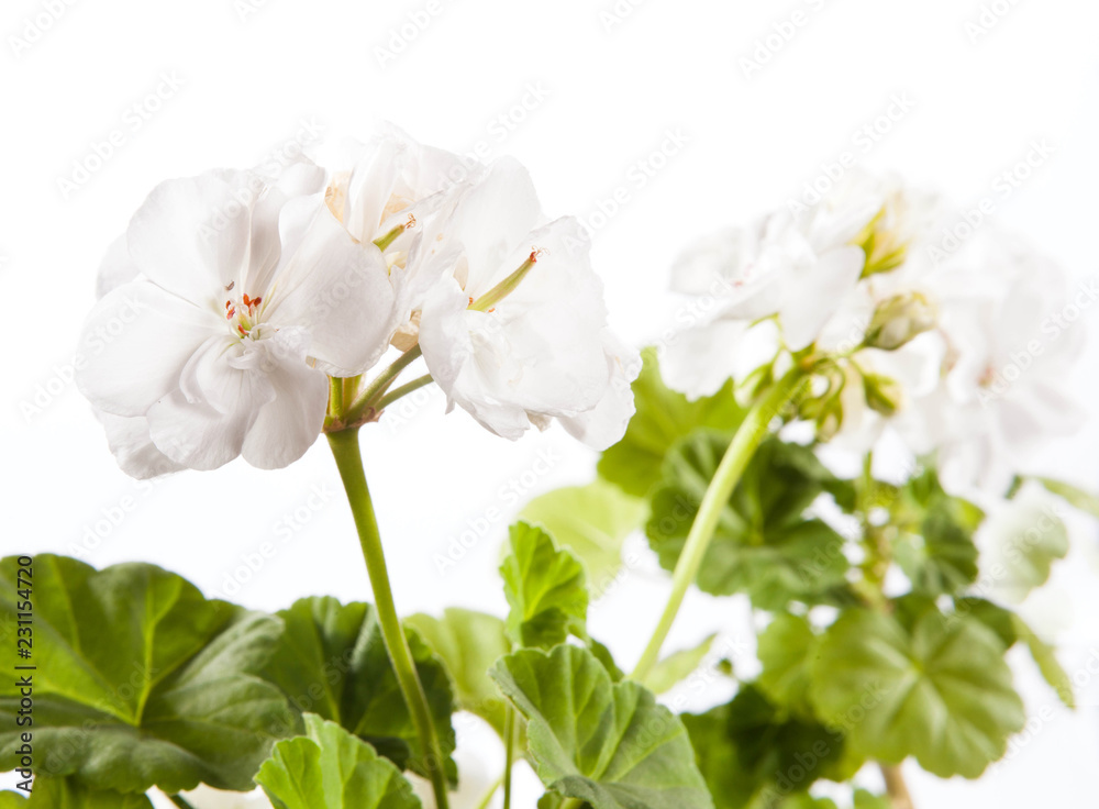 Obraz premium Begonia flower