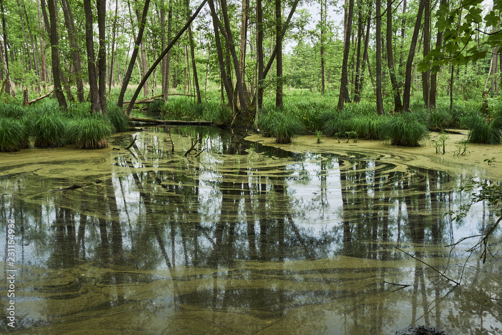 The swampy lake with a lemna in a forest in Poland. The swampy lake with a lemna in a forest in Poland.