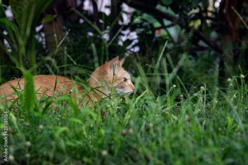 Young kitty in green grass. Cute cat in summer garden. Domestic pet hunt and relax outdoor. Orange cat portrait.