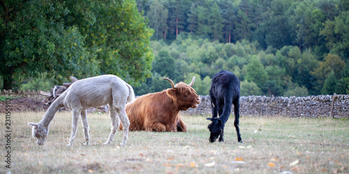 Tableau sur toile Alpacas y vaca escocesa