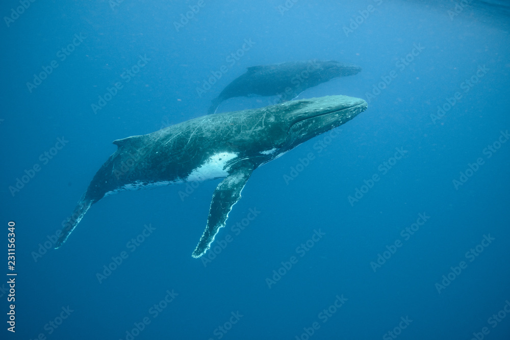 Humpback Whale, Tonga