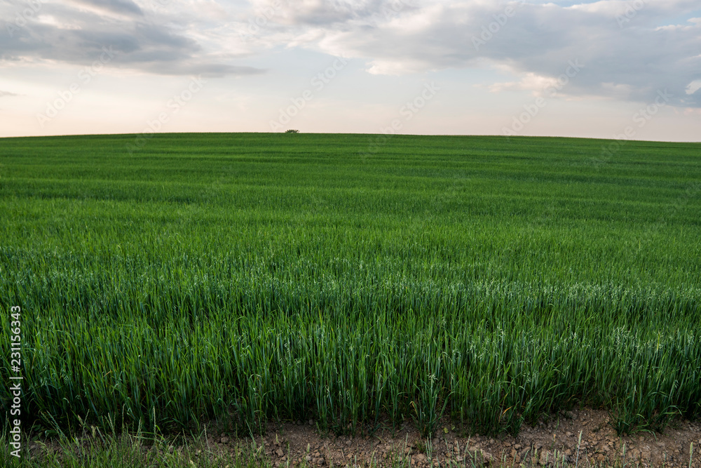 Fototapeta premium Green oat ears of wheat growing in the field in evening suset sky. Agriculture. Nature product.