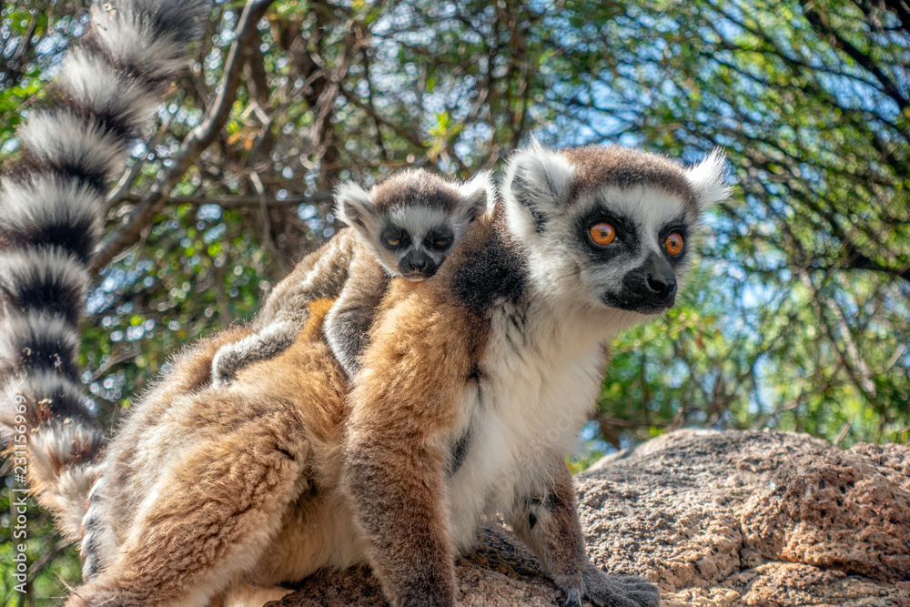 Ring Tailed Lemur kata ,Close up Ring-tailed lemur baby and mother.Wild nature Madagascar Ring Tailed Lemur kata ,Close up Ring-tailed lemur baby and mother.Wild nature Madagascar