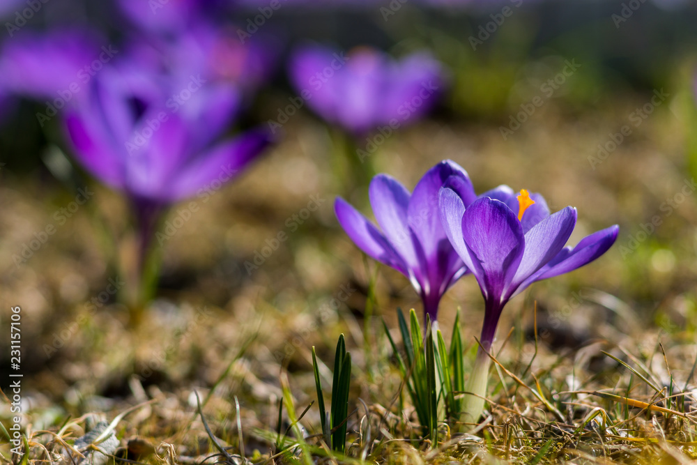 Early purple crocus