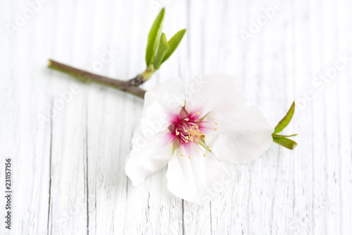 white flowers on wooden background