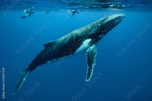 Humpback Whale, Tonga photo