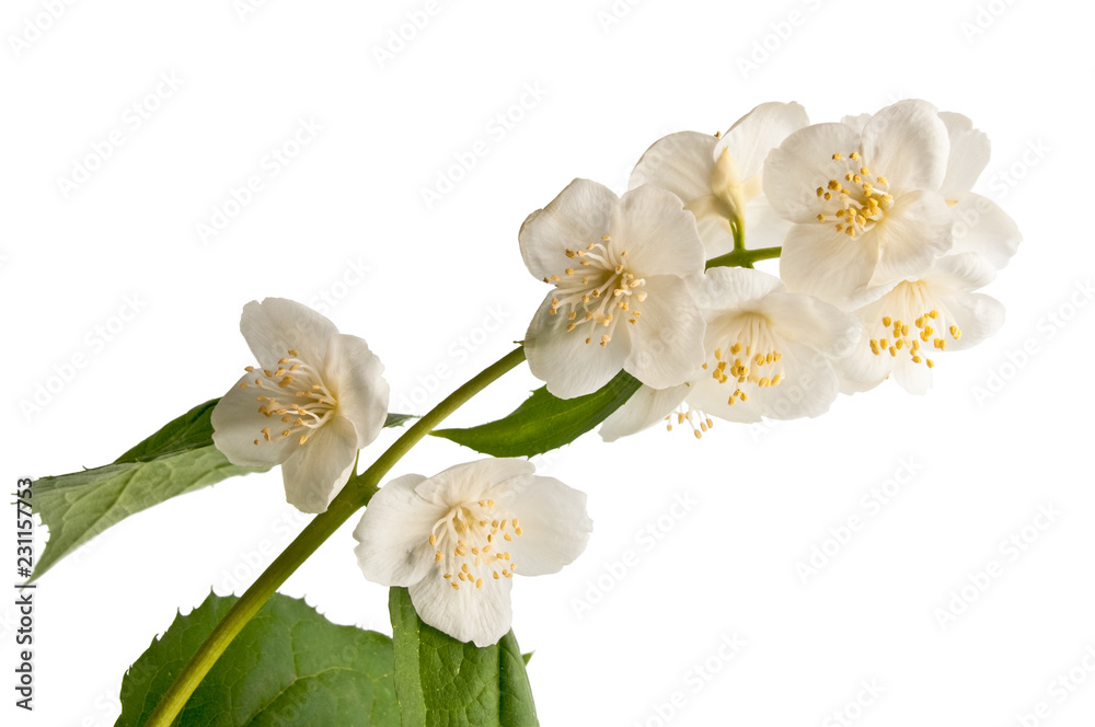 Fototapeta premium sprig of jasmine