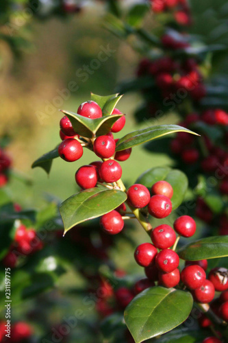 Holly tree with beautiful ripe red berries in winter. Ilex cornuta bush in the garden