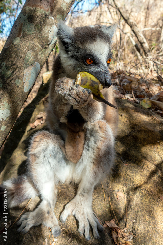 Obraz premium Ring Tailed Lemur kata ,Close up Ring-tailed lemur baby and mother, mother breastfeeding her baby. Wild nature Magdagascar