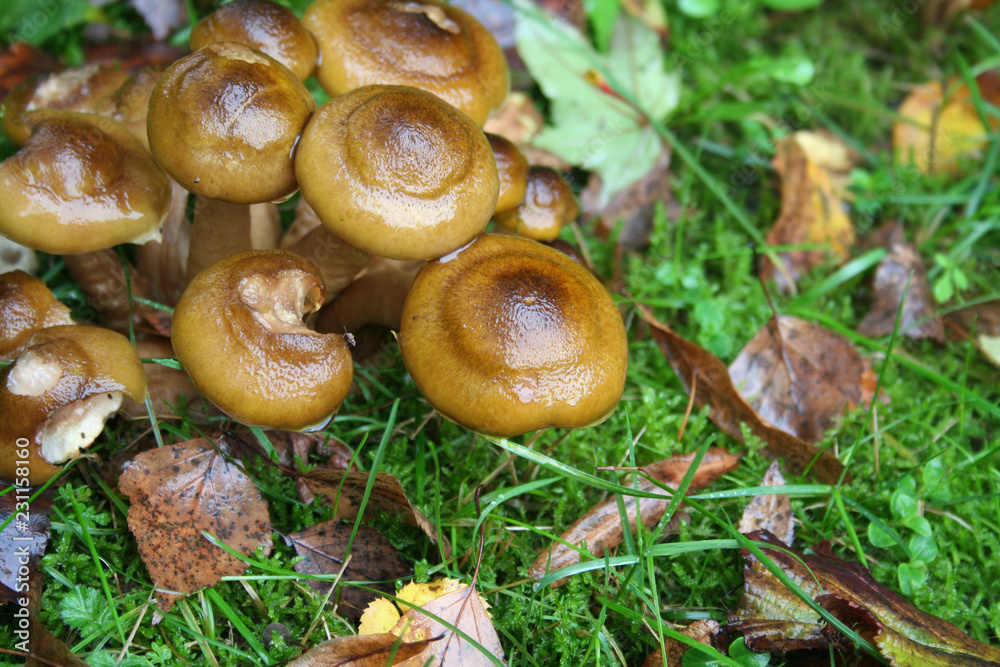 Clump of Honey Fungus in the forest.  Armillaria mellea. Autumn background