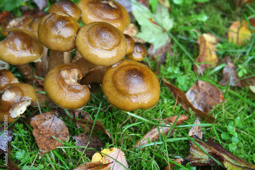 Clump of Honey Fungus in the forest. Armillaria mellea. Autumn background