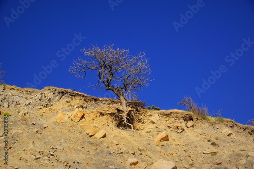 tree in desert © дмитрий пикуль