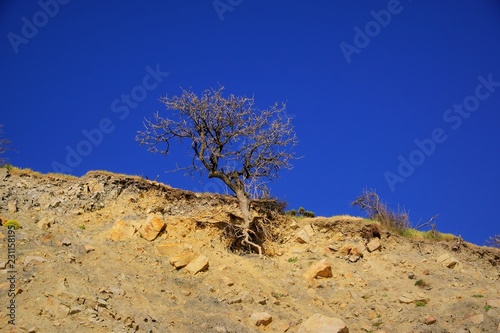 tree in desert