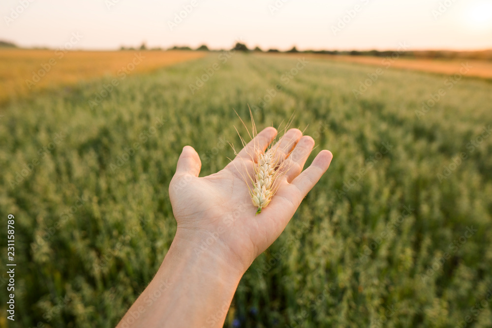 Close-up of man hand touching holding crops, young green wheat ears on a field in sunset. Close up on a beautiful field. Ripening ears wheat. Agriculture. Natural product.
