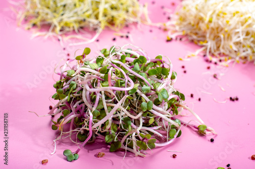 Healthy diet vegetarian ingredient for salads, young sprouts of leek, radish, broccoli, alfa alfa, mostard, cress on pink background photo