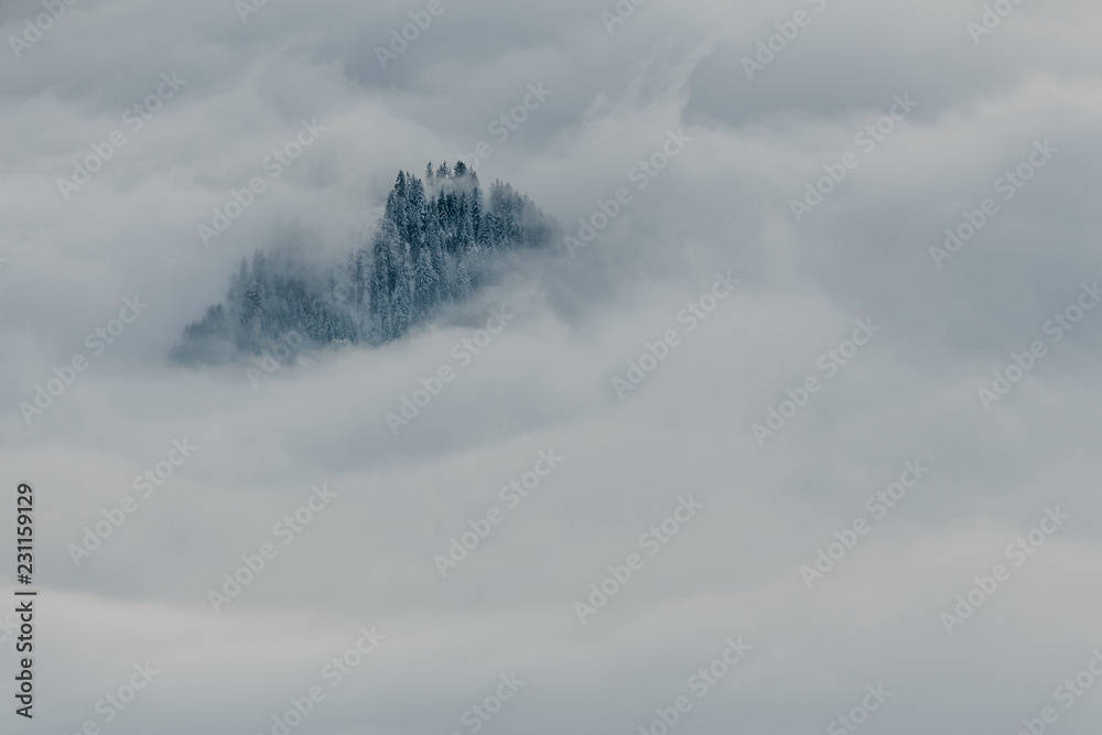 Forest floating in white clouds