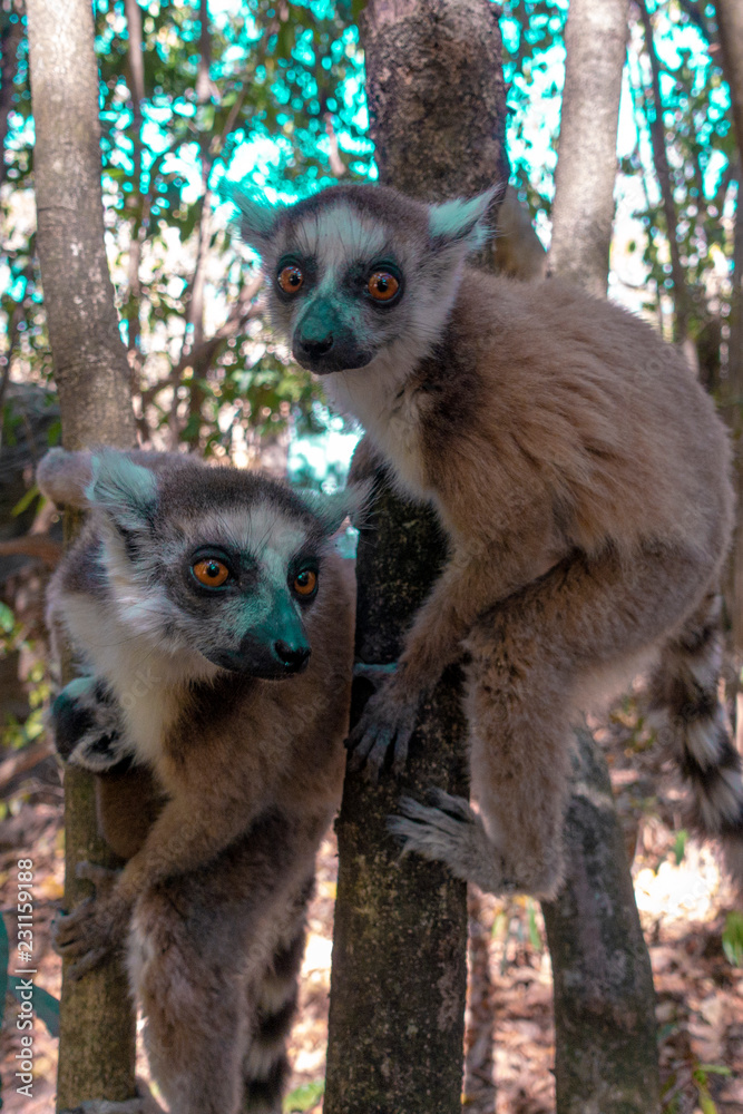 Naklejka premium Ring Tailed Lemur kata ,Close up Ring-tailed lemur baby and mother, mother breastfeeding her baby. Wild nature Magdagascar