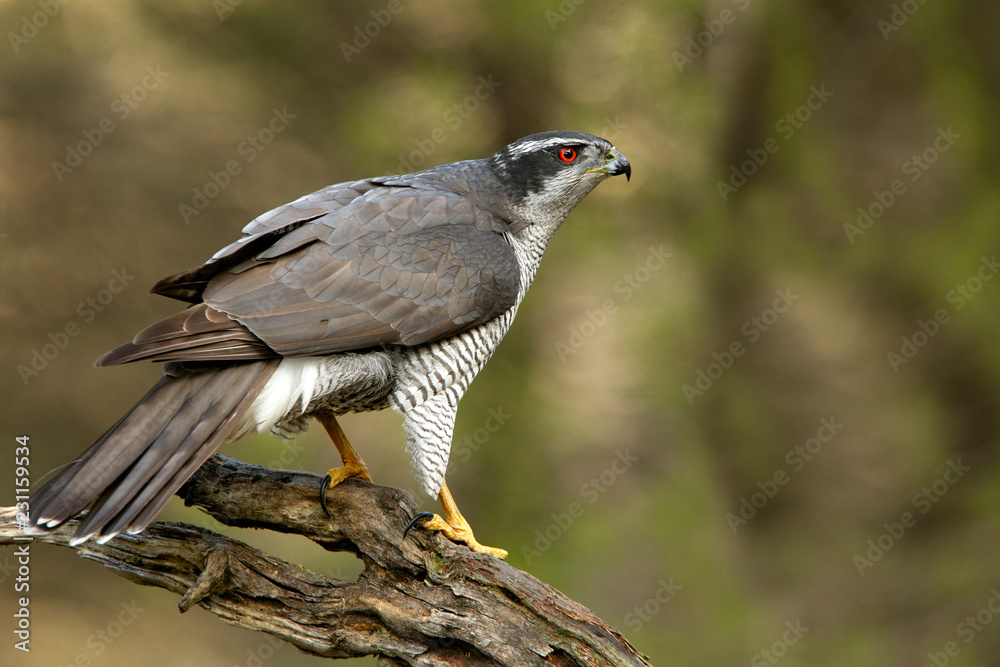 Fototapeta premium Adult male of Northern goshawk. Accipiter gentilis