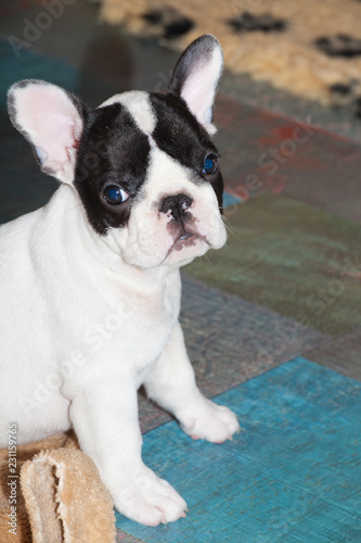 Fototapeta Naklejka Na Ścianę i Meble -  funny french bulldog puppy 