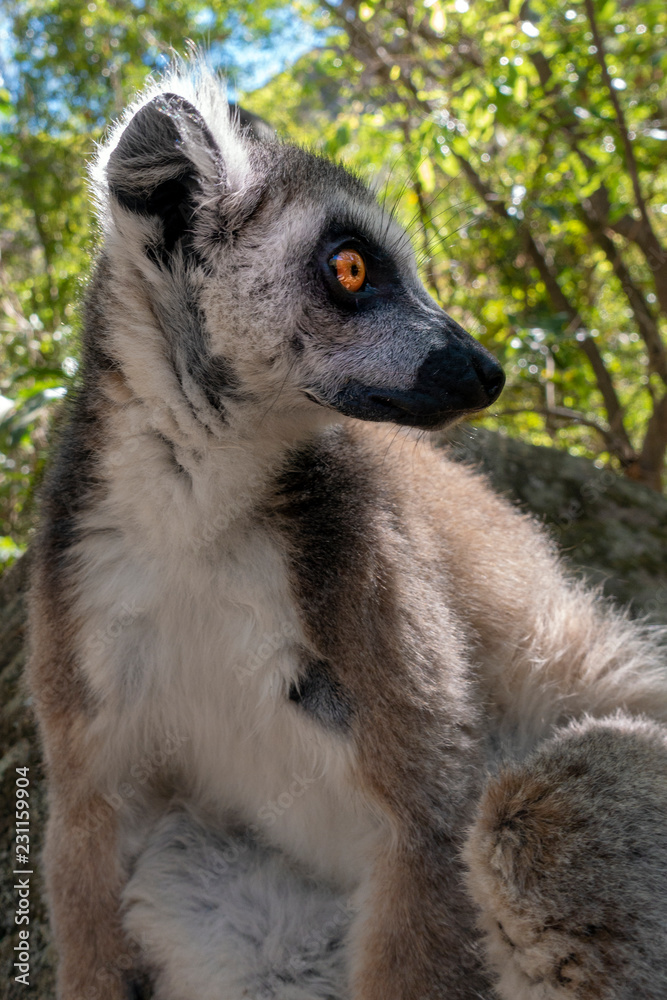 Ring Tailed Lemur kata ,Portrait,Close up Ring-tailed lemur.Wild nature Madagascar Ring Tailed Lemur kata ,Portrait,Close up Ring-tailed lemur.Wild nature Madagascar