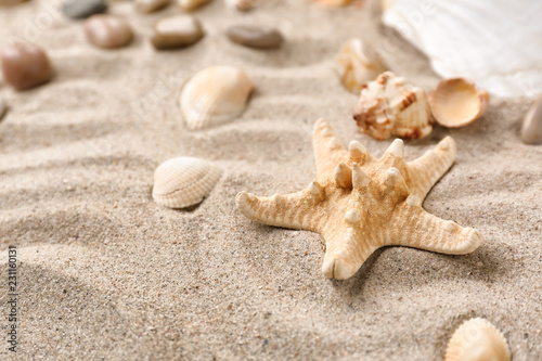 Different sea shells with starfish on sand