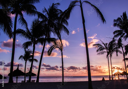 Palm tree beach sunset