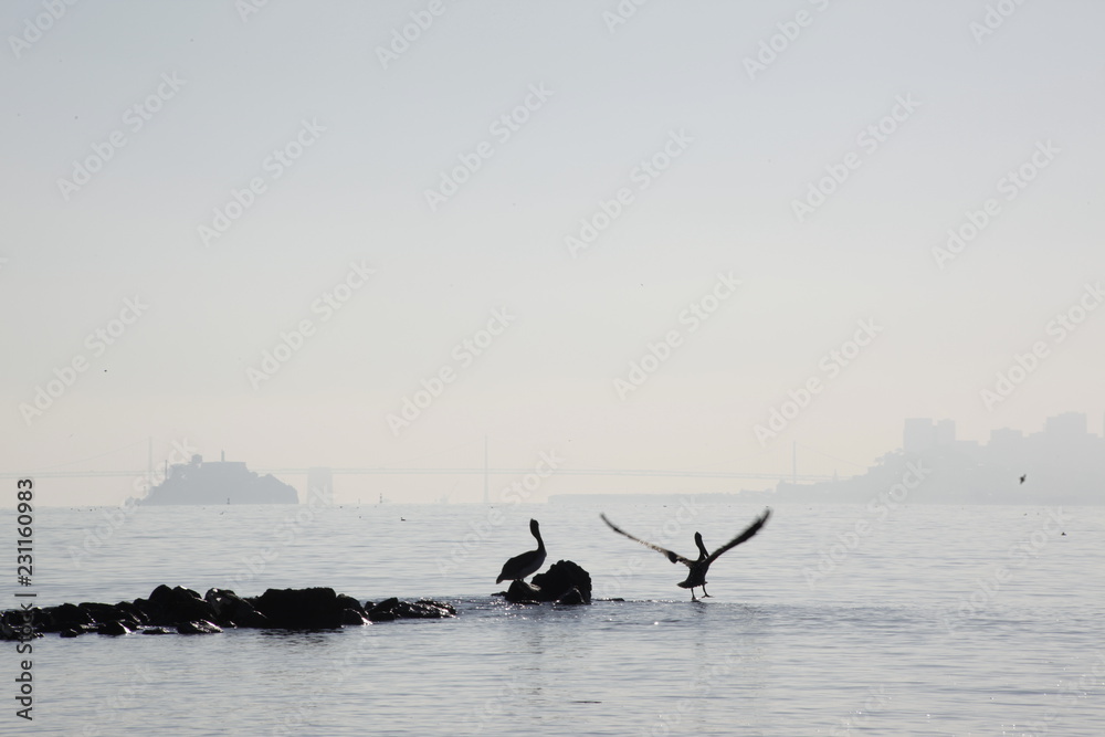 Fototapeta premium dos pelícanos a contraluz, uno de ellos con alas extendidas, al fondo la silueta de san francisco y la isla de alcatraz