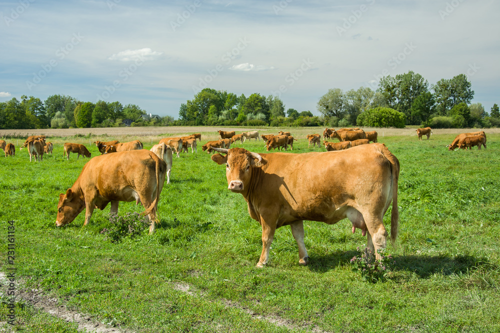 A herd of limousine cows on a green pasture