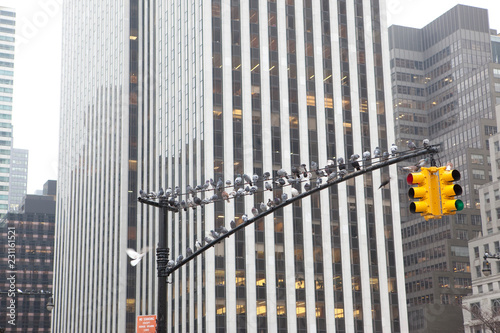 semáfororojo lleno de palomas en Nueva York
