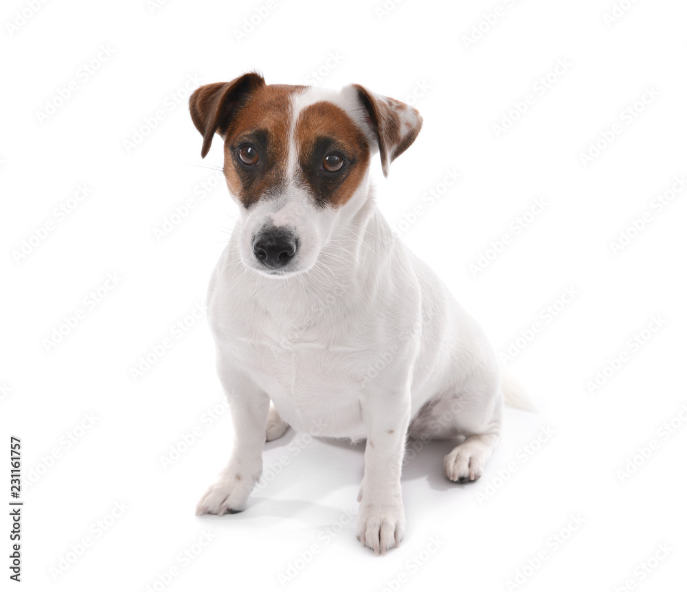 Cute funny dog on white background