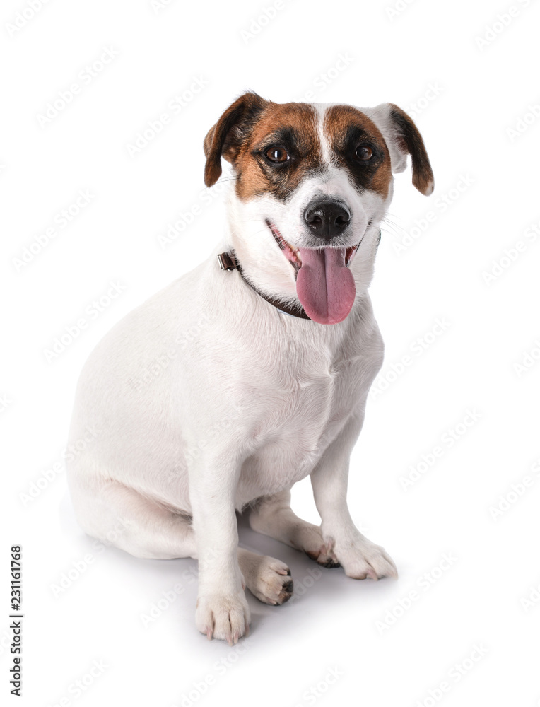 Cute funny dog on white background Cute funny dog on white background