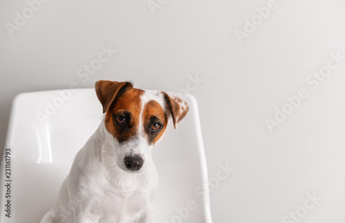 Adorable jack russell terri...