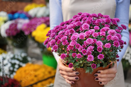 Saleswoman holding pot with beautiful chrysanthemum flowers in shop