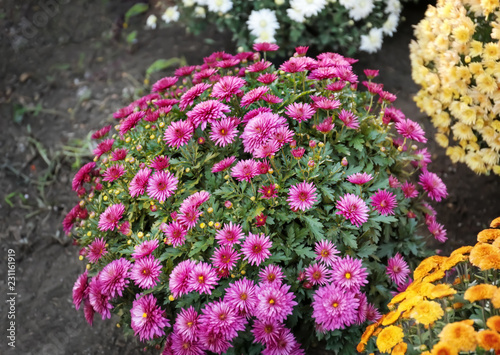 Pots with beautiful chrysanthemum flowers