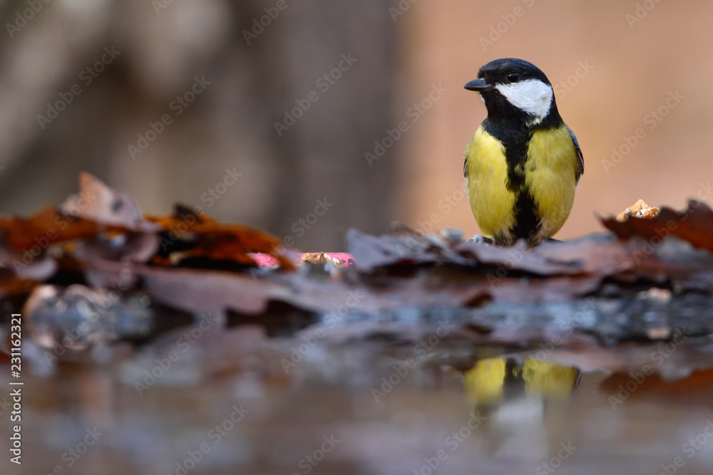 Fototapeta premium Great Tit (Parus major) in Autumn Landscape