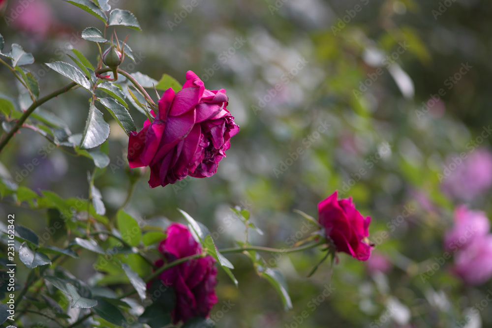 オールドレンズで撮る秋の花