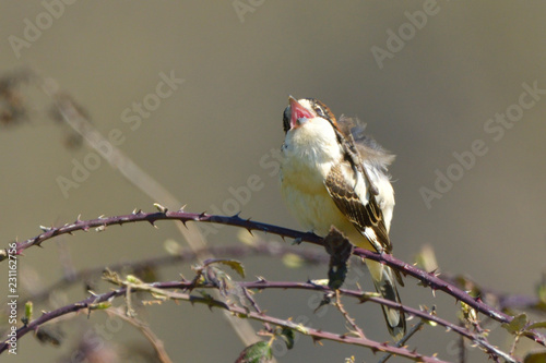 Woodchat shrike on a branch photo