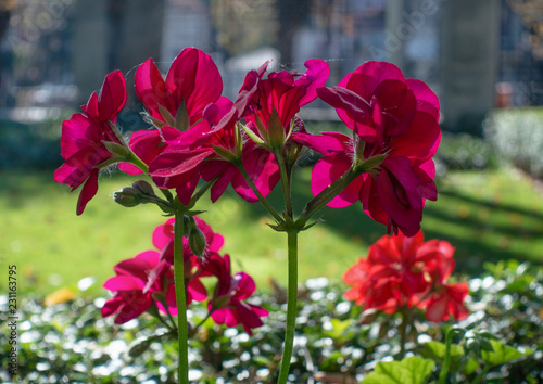 Fototapeta Naklejka Na Ścianę i Meble -  Geranium flower