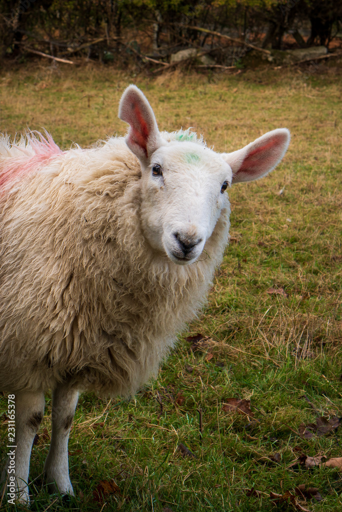 Fototapeta premium Cute sheep posing for the camera. Curious animal portrait.