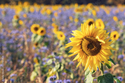 Fototapeta Naklejka Na Ścianę i Meble -  Romantic field with sunflowers and cornflowers, Lüneburg Heath, Northern Germany. 