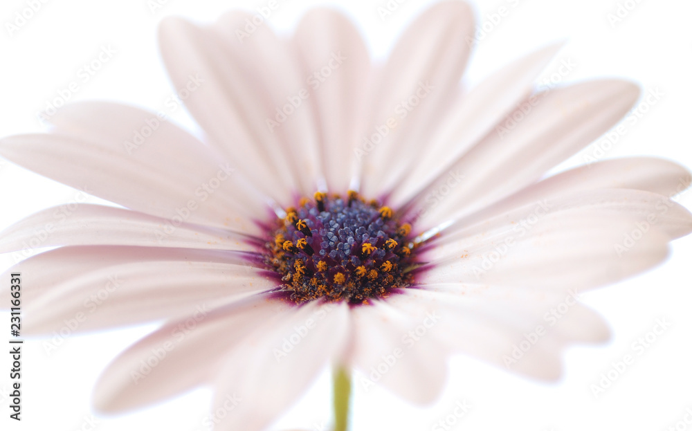 Naklejka premium DIMORPHOTECA U OSTEOSPERMUM