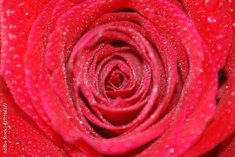 UNA ROSA CON GOTAS DE AGUA EN MACRO UNA ROSA CON GOTAS DE AGUA EN MACRO