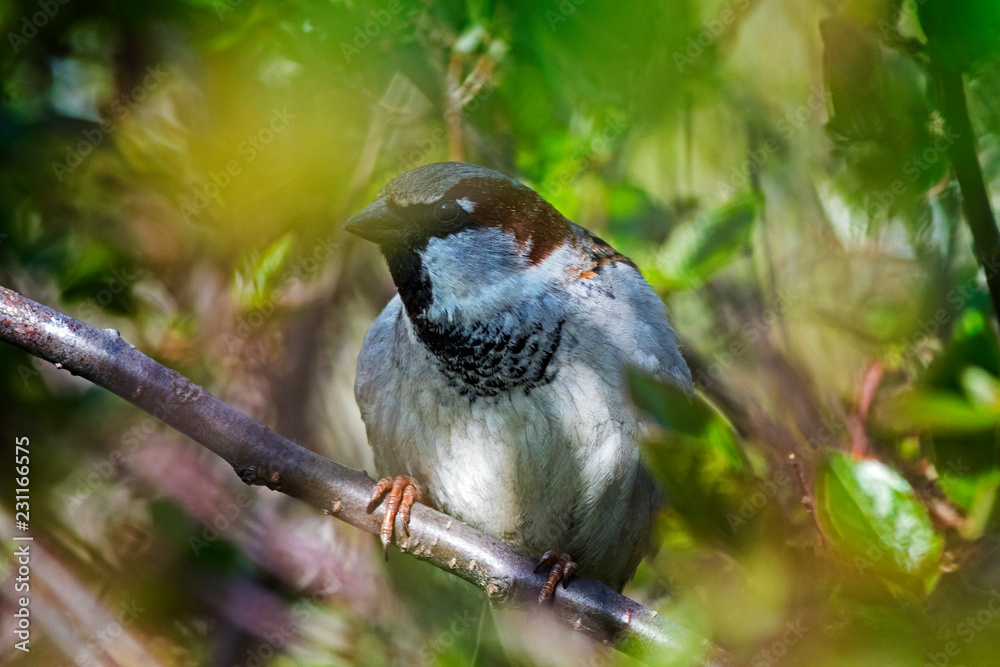 Obraz premium sparrow 