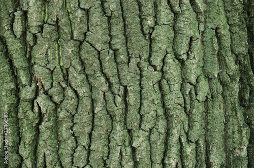 old wood tree bark texture